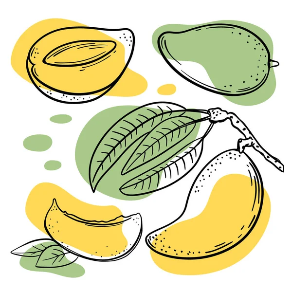 Mango Resumen Deliciosas Frutas Tropicales Enteras Rebanadas Con Hojas Para — Archivo Imágenes Vectoriales