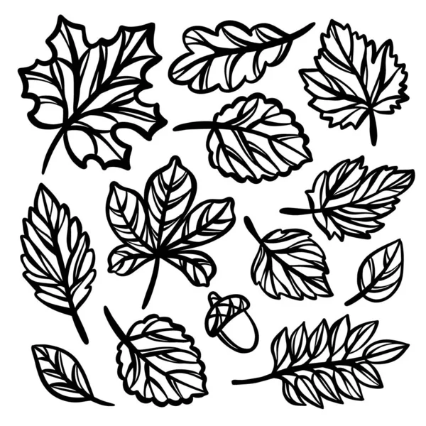 Leaves Autumn Монохромна Колекція Ажурних Турів Силуети Листя Лісових Осінніх — стоковий вектор