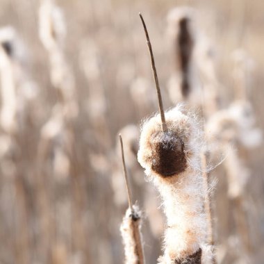 Kaveldun makrofoto arka planda. latifolia