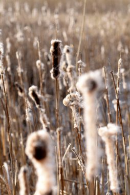 Kaveldun makrofoto arka planda. latifolia