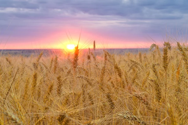 Sonnenuntergang über dem Weizenfeld — Stockfoto