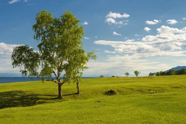 Betulla che cresce nel campo . — Foto Stock