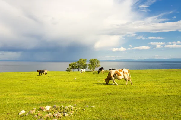 İnekler tarlada otlar.. — Stok fotoğraf