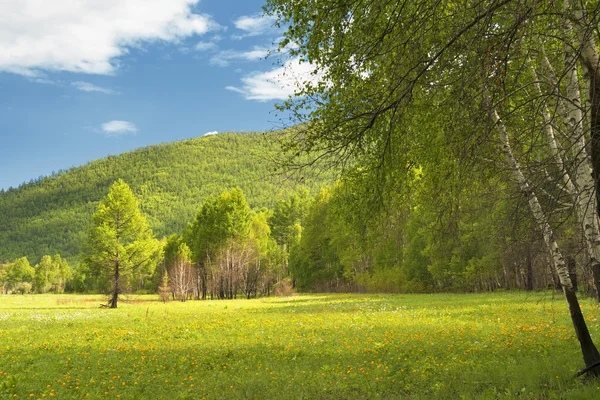 Pradera de flores . Imagen De Stock