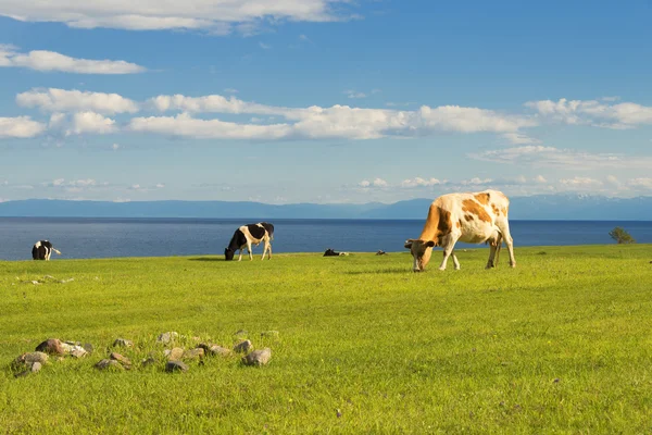 Las vacas pastan en el campo. Imagen de stock