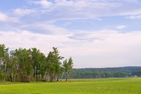 Copse Rechtenvrije Stockfoto's