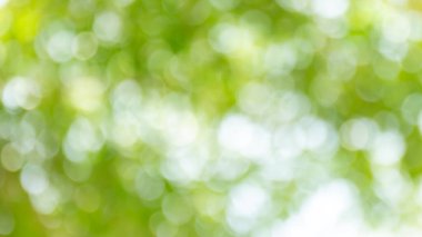 Bokeh ağacı arka plan için güzel, soyut bokeh yeşil orman arka plan, arka plan için güneş ışığı ile bulanık doğa