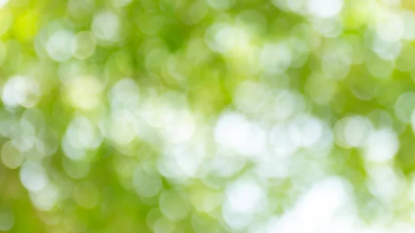 Naturaleza Del Árbol Bokeh Hermoso Para Fondo Abstracto Bokeh Verde — Foto de Stock