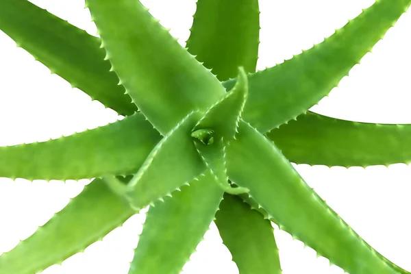 Aloe Vera Leaf Isolated White Aloe Vera Herb Aloe Vera — Stock Photo, Image