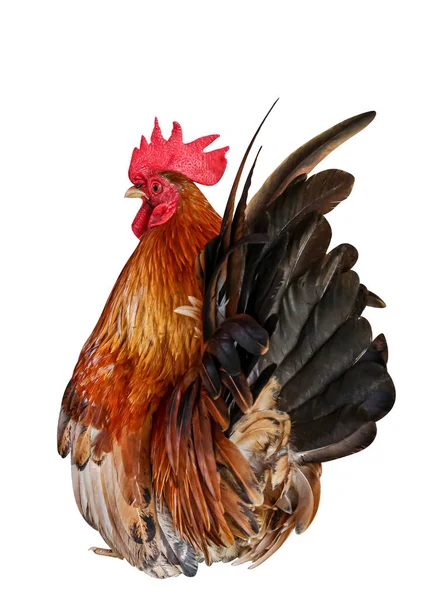 Tupp Kyckling Isolerad Vit Kuk Höna — Stockfoto