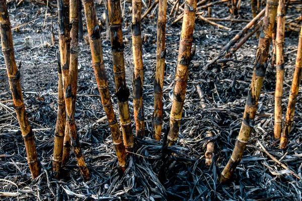 Сахарный Тростник Сгоревший Плантациях Сахарный Тростник Сезон Сбора Урожая Сахарный — стоковое фото