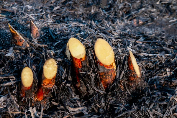 sugar cane burned in plantation land, sugarcane in harvest season, sugarcane fresh in plant field