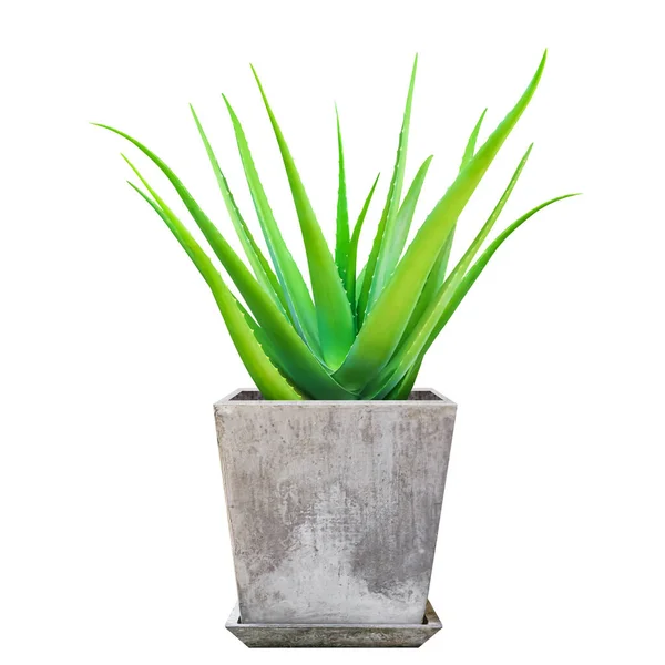 Aloe Vera Planta Vasos Folha Aloe Vera Aloe Vera Vaso — Fotografia de Stock