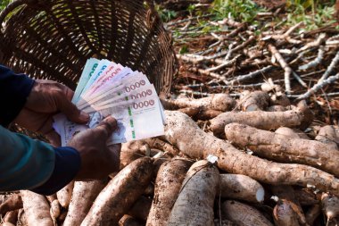 Cassava ve el ele banknot para thai baht, Manioc ekim para, cassava tarım arazi, tapyoka ticaret veya satış konsepti para