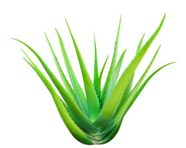 Aloe Vera isolated on white, Aloe Vera leaf, Aloe Vera fresh