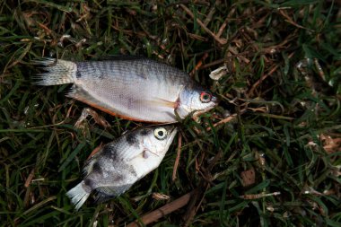 Balıklar kurumuş, çimenler üzerinde ölü balıklar, küresel ısınma kavramı.