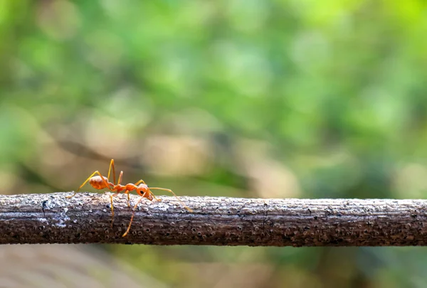 アリ赤いアリが枝の橋を水平方向に歩き — ストック写真