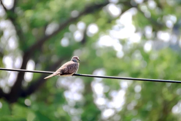 電気ケーブルワイヤ上の鳩鳥 — ストック写真