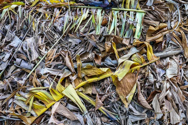 乾燥バナナは有機肥料のために汚れの上に残し — ストック写真