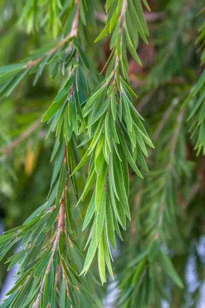 瓶子刷树的叶子和茎 Callistemon Speciosus 图库照片