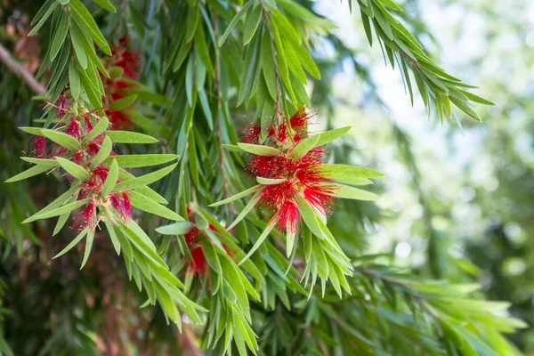 Bouteille Brosse Arbre Fleur Rouge Callistemon Speciosus — Photo