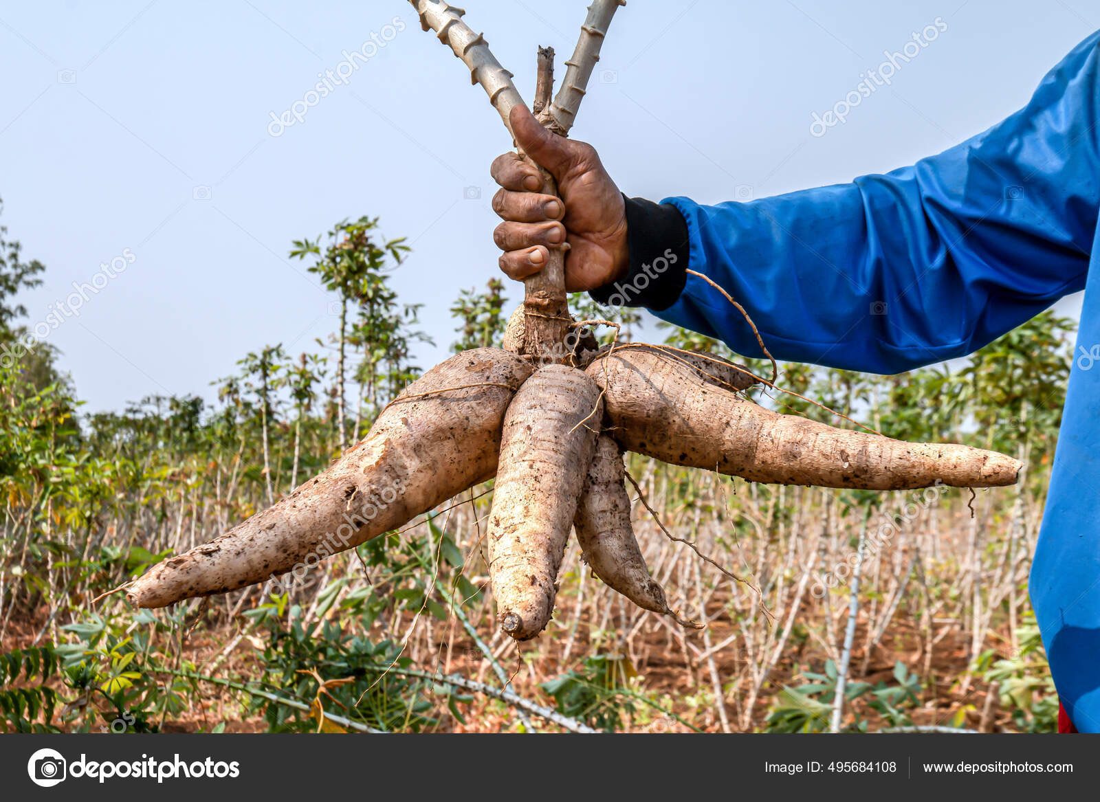 Cassava Hand Tapioca Hand Harvest Season Cassava Plantation Land Stock Photo ©cgdeaw 495684108