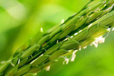 Çeltik tarlasında taze pirinç tohumu, pirinç yeşili, pirinç tohumu filizleniyor.