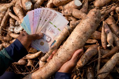 Cassava ve el ele banknot para thai baht, Manioc ekim para, cassava tarım arazi, tapyoka ticaret veya satış konsepti para