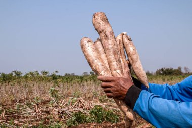 Kasava elinde, tapyoka çiftçi elinde hasat mevsiminde, kasava tarlaları