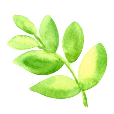 Çocuk sanatı için yeşil yapraklı suluboya el resmi, illüstrasyon yaprağı klipsi sanat medyası, çocukların el çizimi konsepti