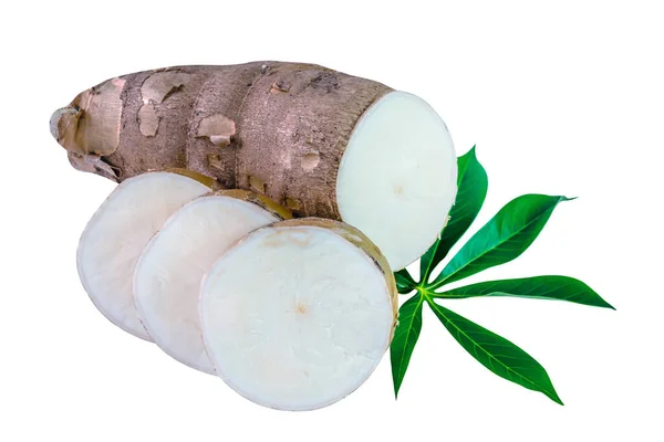 新鲜的木薯块茎 叶子上有分离的白色 树冠上有木薯根 木薯根用于面粉制品 木薯淀粉工业原材料 块茎木薯根或木薯根 根茎木薯根 — 图库照片