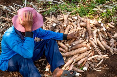 Cassava çiftliği işçileri, tarlada işçiler, istenen tapyoka ya da çiğ yukka elde edememek için çiftçi stresi.