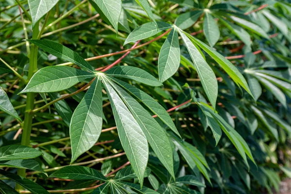 Kasszava Levél Kasszava Vagy Yucca Mezők Tápióka Levél Ültetvényeken — Stock Fotó