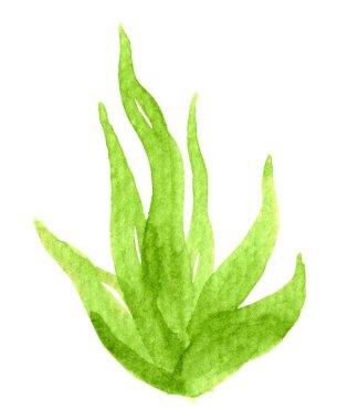 aloe vera suluboya el çizimi, aloe yaprağı beyaz, aloe vera çizimi
