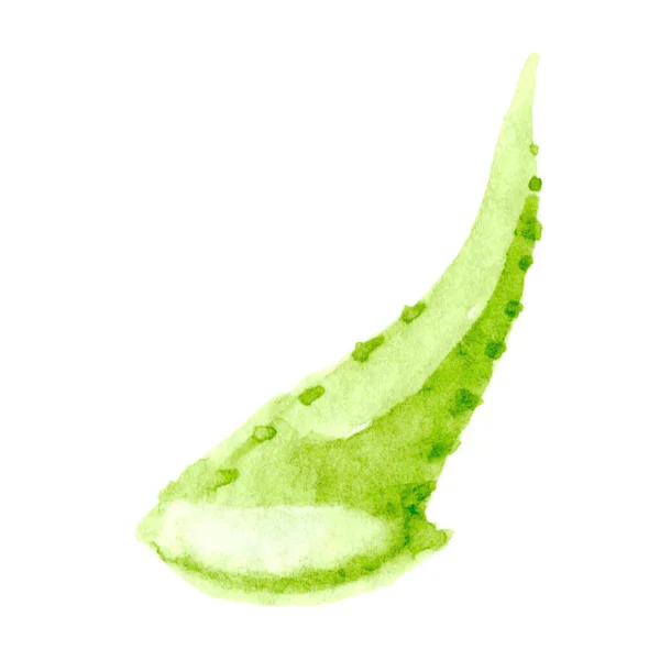 Aloe Vera Suluboya Çizimi Aloe Yaprağı Beyaz Aloe Vera Çizimi — Stok fotoğraf