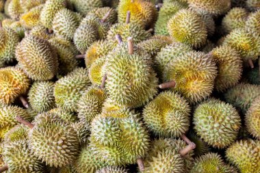 Durian, büyük bir durian yığını, durian tropikal meyve pazarı konsepti, mevsimsel üretim, tarım ve Asya 'nın ihracat ürünü.