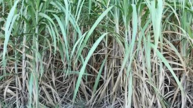 Şeker endüstrisi için şeker kamışı tarlası, güneş ışığı altında yeşil yapraklı şeker kamışı tarlası, yakın plan, tarım ve yenilenebilir enerji için şeker kamışı ekini