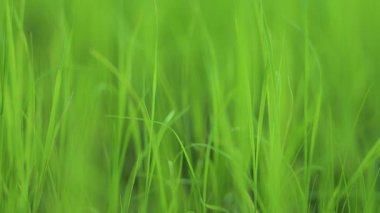 Doğal güneş ışığı altında taze yeşil çimenler sakin ve ferahlatıcı bir arka plan oluşturuyor.