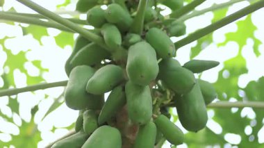 Yeşillik bir tropikal bahçede yetişen yeşil papayalar doğayı ve tropikal tarımı temsil ediyor.