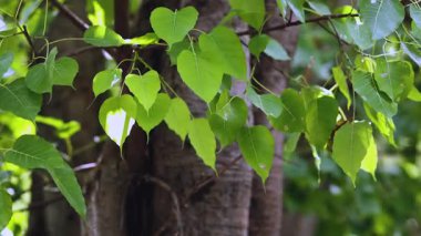 Green Bodhi tree leaves swaying on the branch with natural sunlight, sacred tree in Buddhism, peaceful and spiritual nature background
