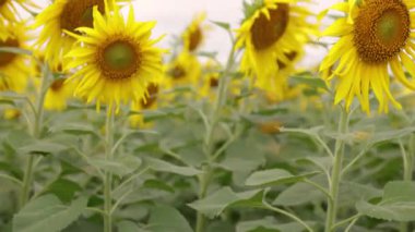 Rüzgarda sallanan ayçiçeği tarlası, doğa, seyahat ve tarım temaları için ideal parlak ve neşeli bir yaz manzarası yaratıyor.