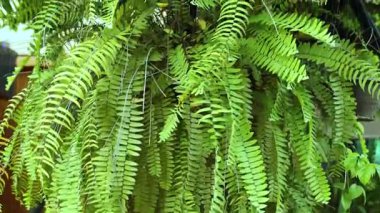 Yeşil eğreltiotu yaprakları doğal güneş ışığı altında yavaşça sallanarak sakin ve ferahlatıcı bir bahçe atmosferi yaratır.