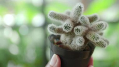 Elleri tencerede bir kaktüs, küçük bir tencerede sulu bir kaktüs, yakın plan.