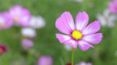 Yumuşak Pastel Bokeh Arkaplanlı canlı Kozmos Çiçeği, Doğada canlı pembe bir kozmos çiçeğinin yakın çekimi