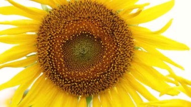 Ayçiçeği, açık havada açan parlak ayçiçeği canlı sarı taç yaprakları ve açık çiçek detaylarıyla. Doğa temaları için ayçiçeği, ve yaratıcı altyapılar