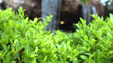 Verimli bir bahçede kayaların üzerinden akan yapay şelale. Yeşil bitkiler ve doğal ortam ile Bahçe Şelalesi doğa ve rahatlama temaları için huzurlu, ferahlatıcı bir açık hava sahnesi oluşturur