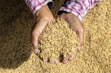Kurutma tarlasında taze pirinç tanelerini tutan çiftçi elleri, Paddy Rice, Unhusked Rice, yakın plan, tarım, hasat ve doğal tarım ürünlerini sembolize eden