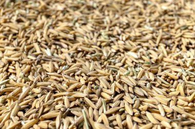 Paddy Rice, Unhusked Rice, güneşte kurutma, tarım, hasat ve doğal tahıl üretimini temsil eden büyük miktarda pirinç tarlası.
