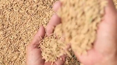 Paddy Rice, kurutma tarlasında taze pirinç tanecikleri tutan çiftçi elleri, Kabuksuz Pirinç, Yakın plan, Paddy pirinç kalite ve kontrol, tarım, hasat ve doğal tarım ürünlerini sembolize eden