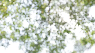 Bahçede bulanık ağaç bokeh, yazın doğal bulanık yaprak yeşili, orman bulanıklığı, çevre ekolojisi veya arka plan için soyut yeşil doku